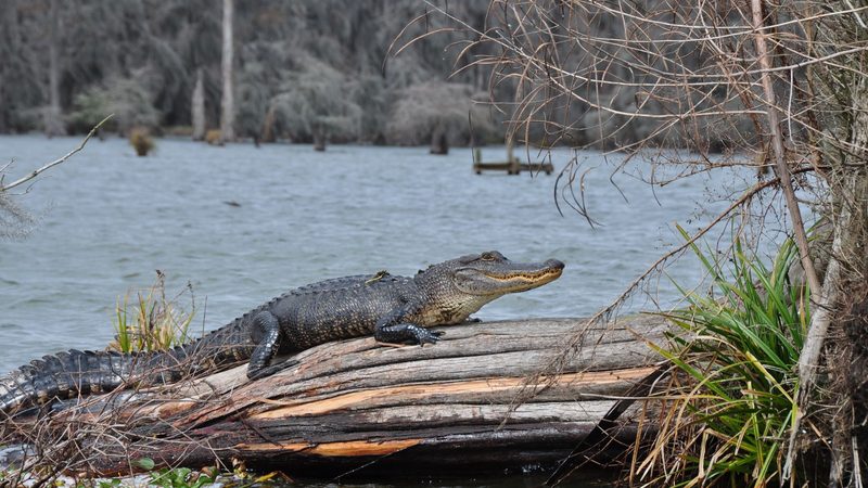 Cajun Encounters Tour Company