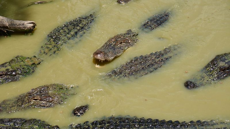 Gators & Ghosts