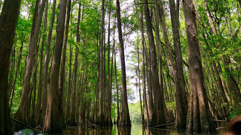 Louisiana Tour Company