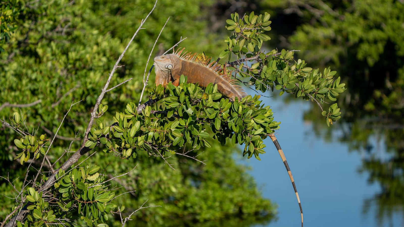 Sanibel, FL