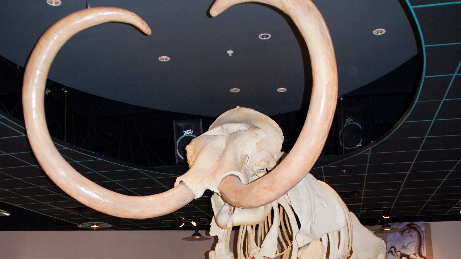 Arizona Museum of Natural History — hero image