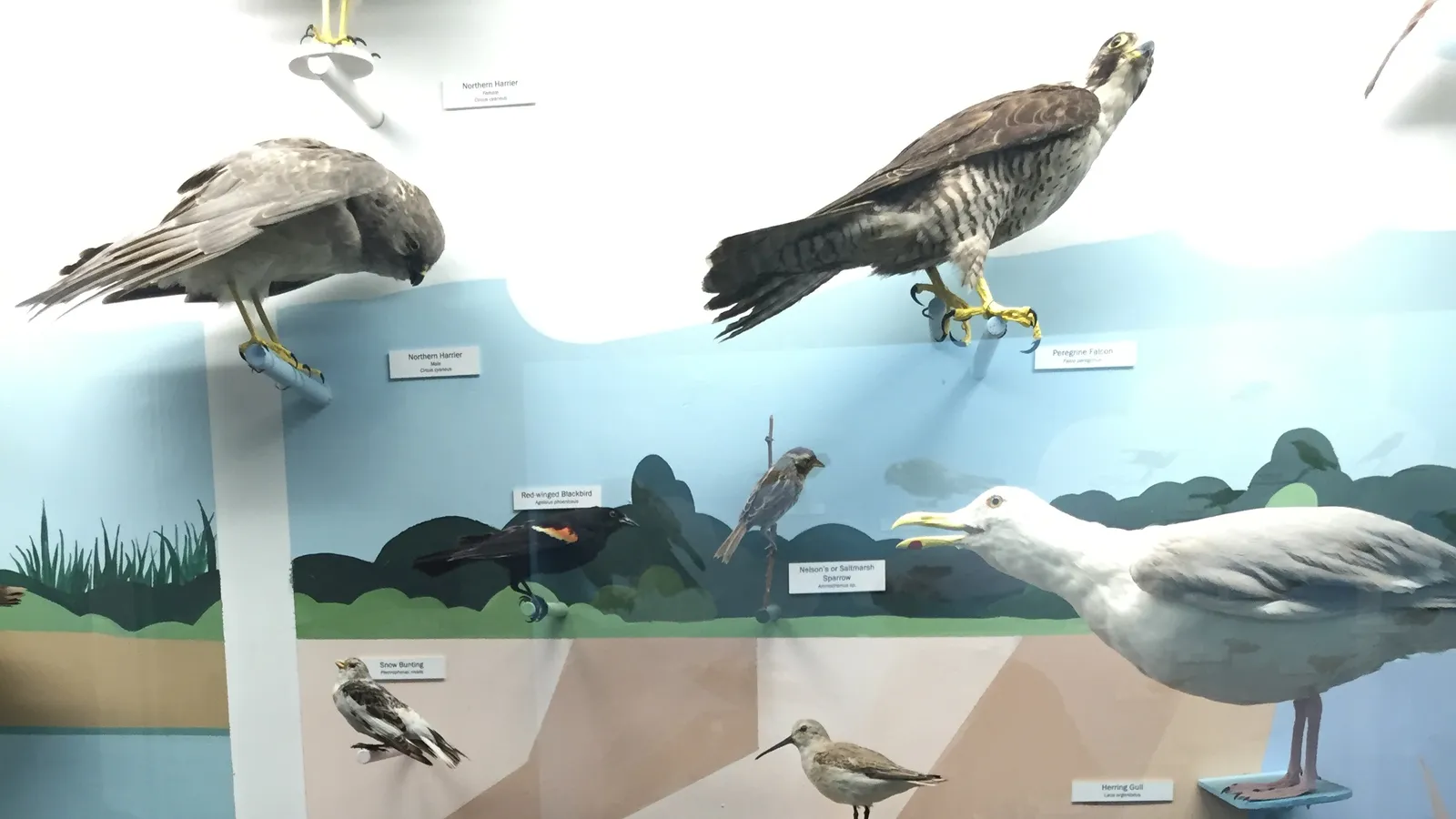 Cape Cod Museum of Natural History — hero image