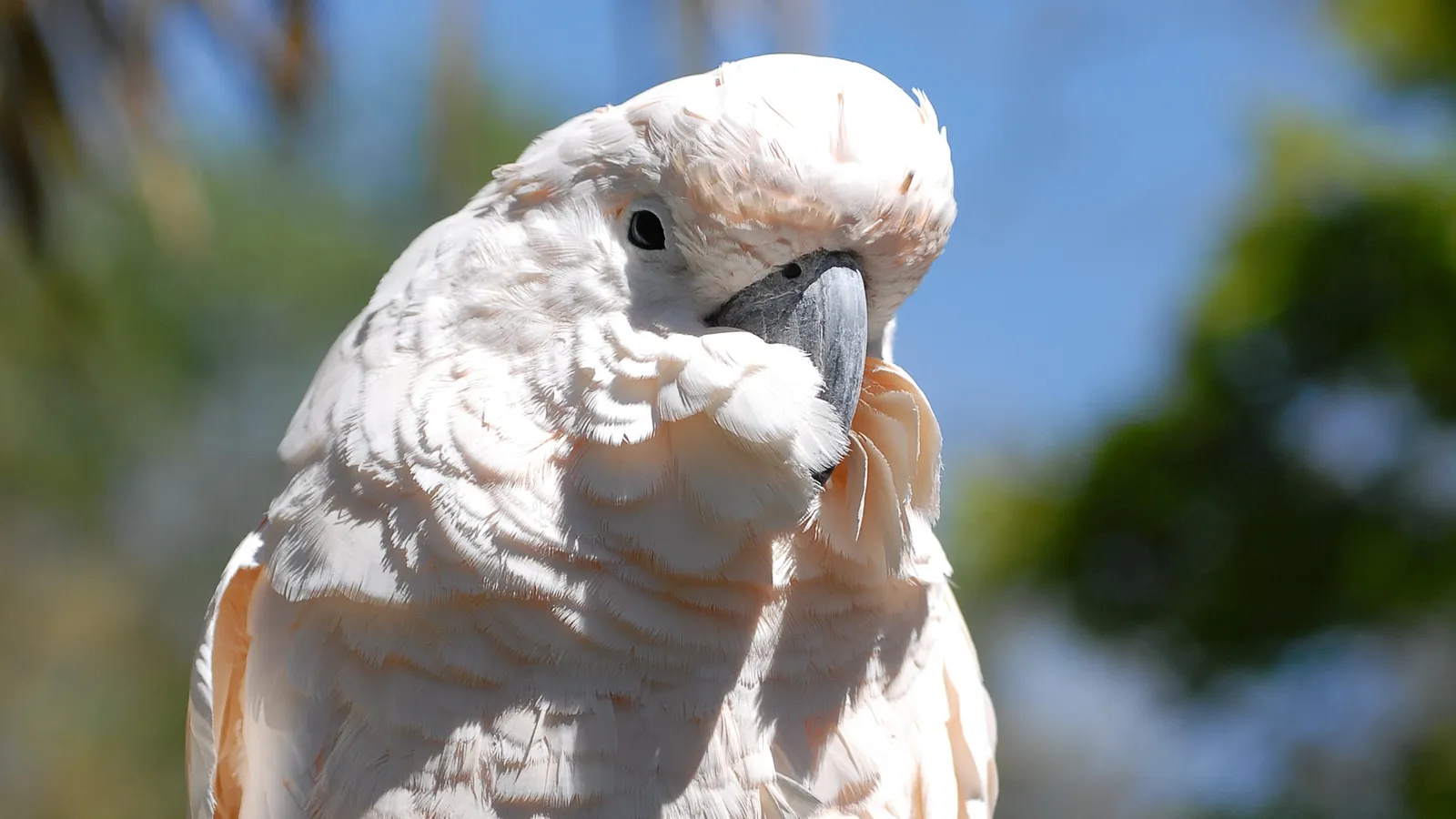 Charles Paddock Zoo — hero image