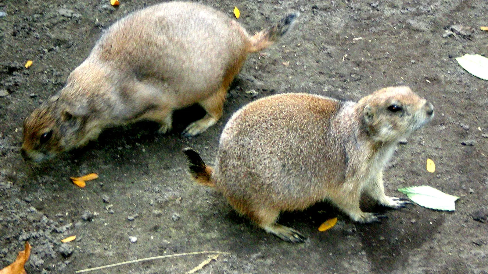 Children's Zoo at Celebration Square — hero image