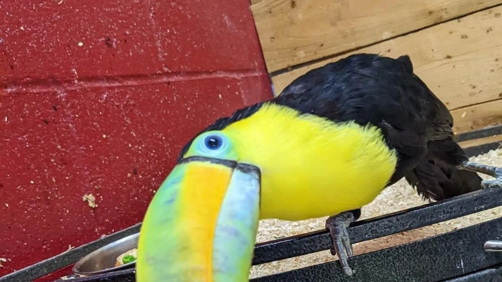 Debbie Doolittle's Petting Zoo — hero image