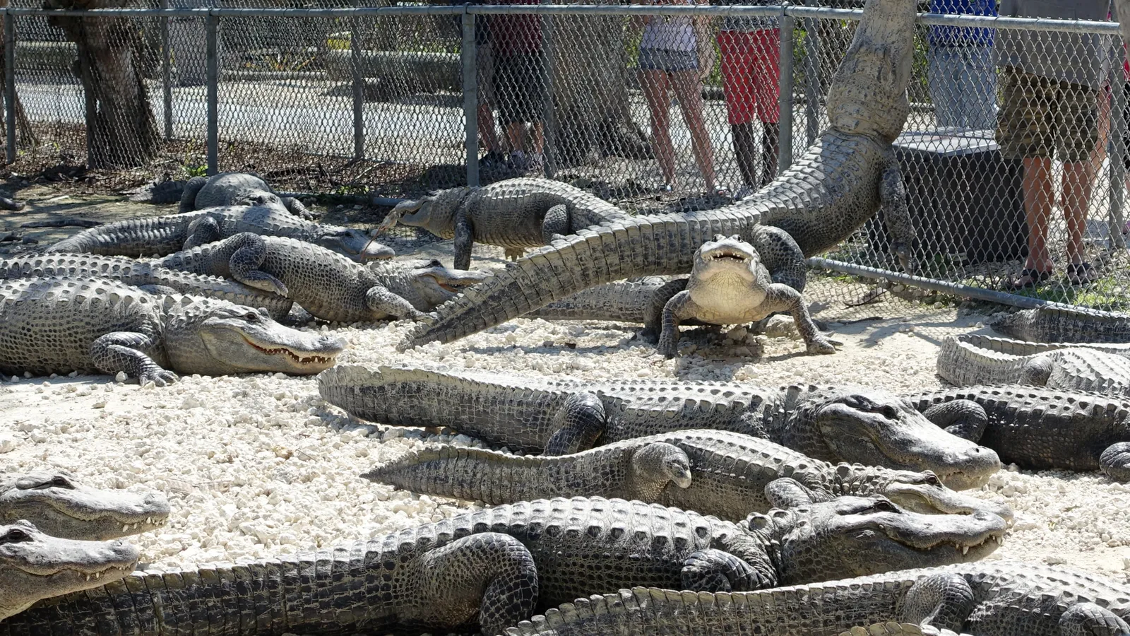 Everglades Alligator Farm — hero image