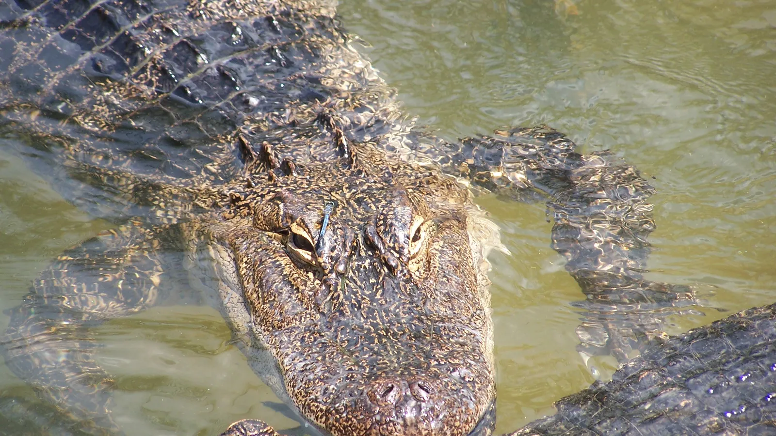 Gulf Breeze Zoo — hero image