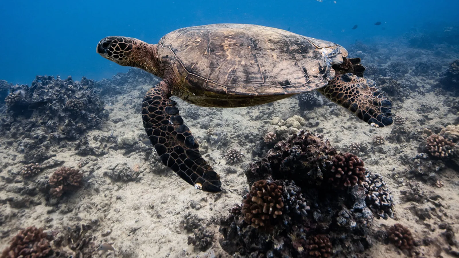 Honolulu Boat Charters — hero image