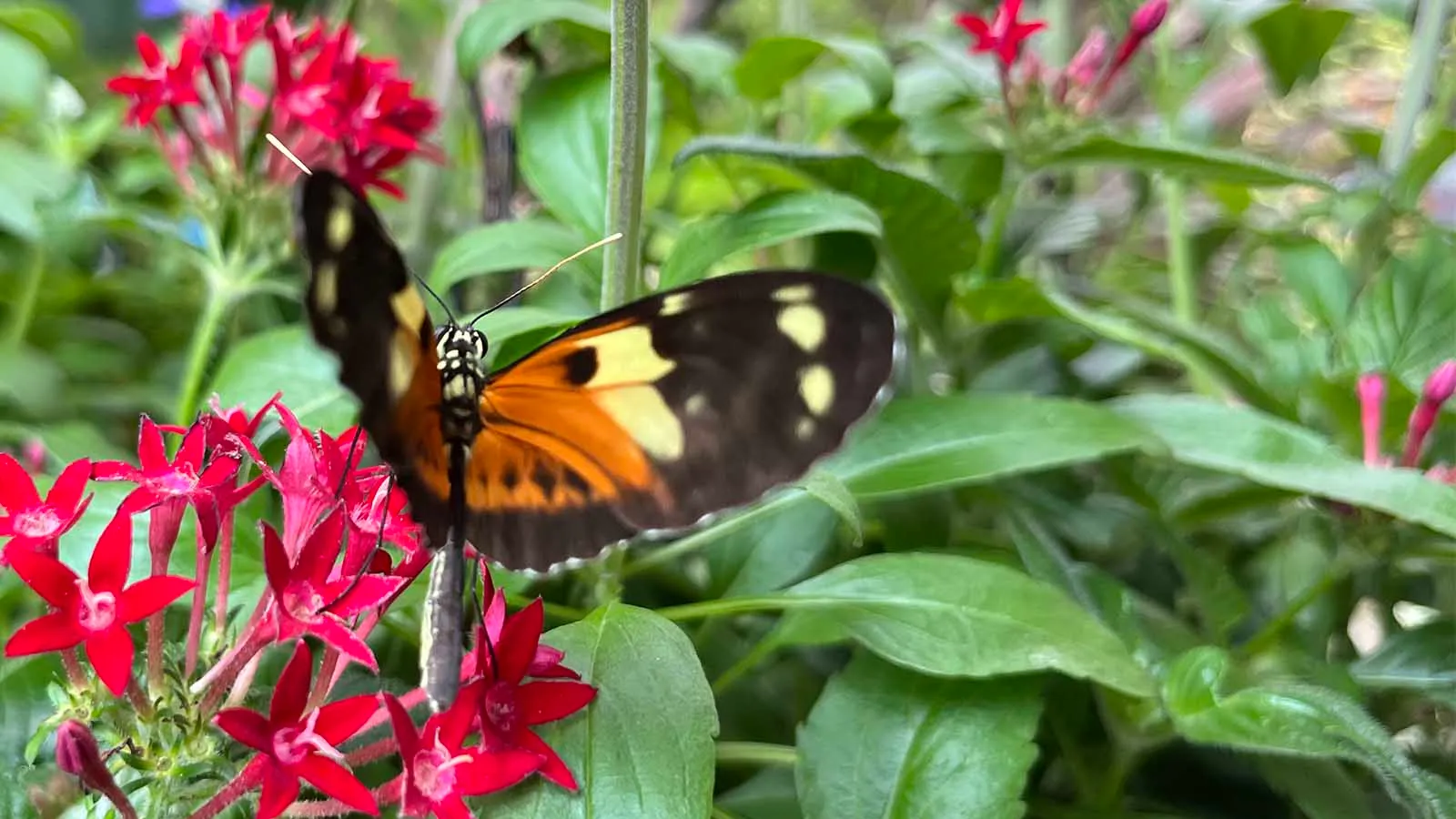 Key West Butterfly & Nature Conservatory — hero image