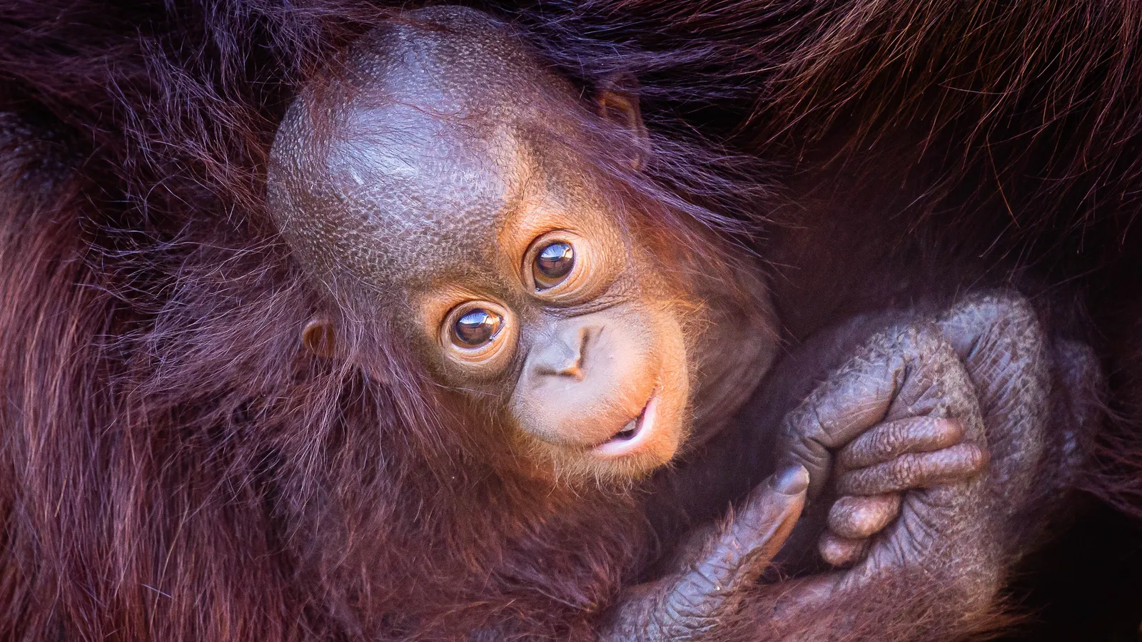 Little Rock Zoo — hero image