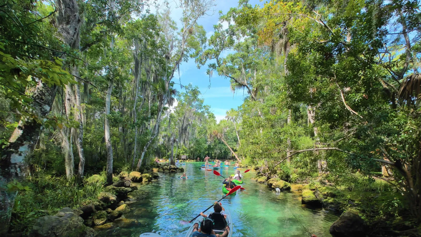 Manatee Paddle — hero image