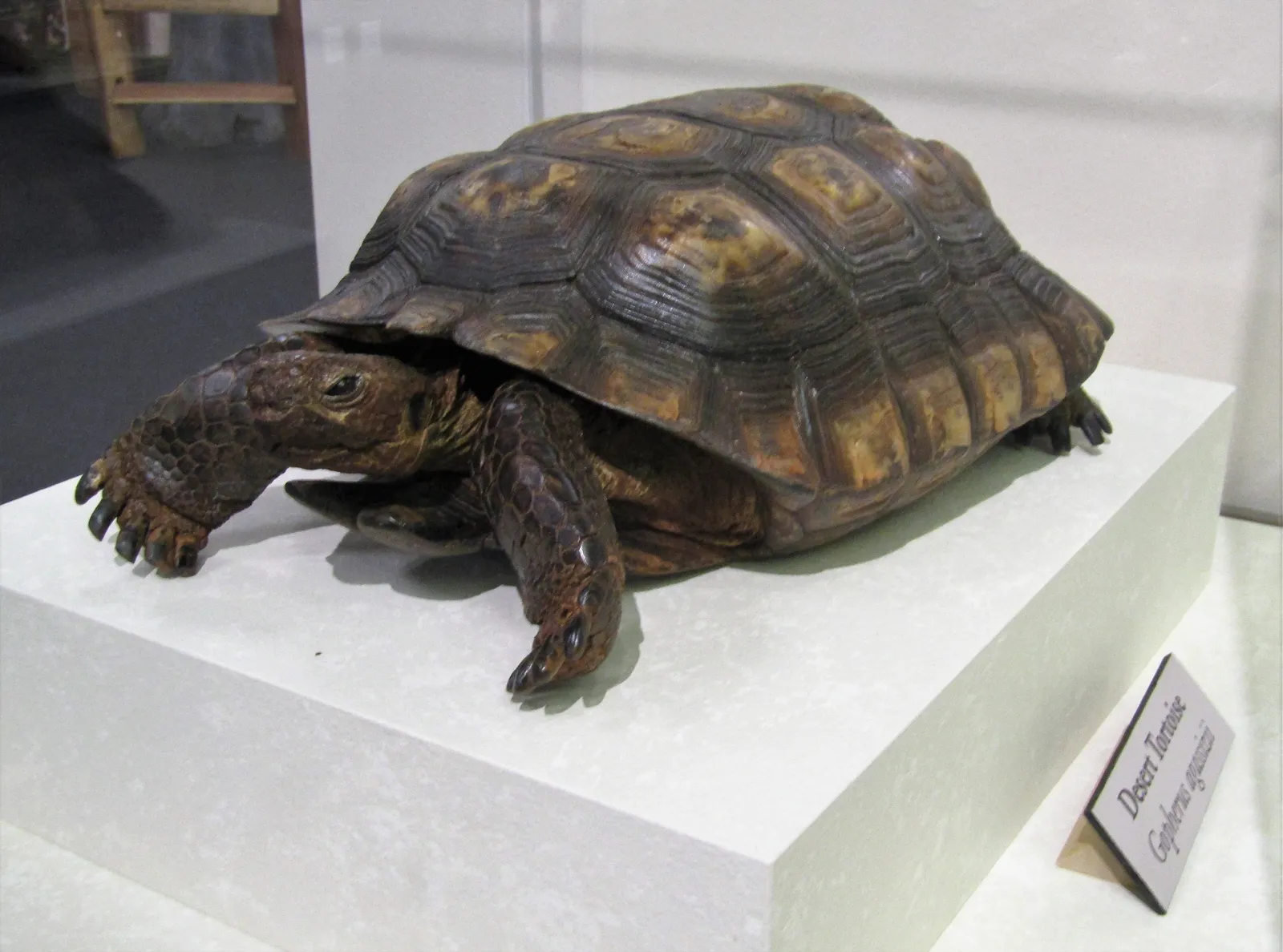 Monte L. Bean Life Science Museum gallery image 1