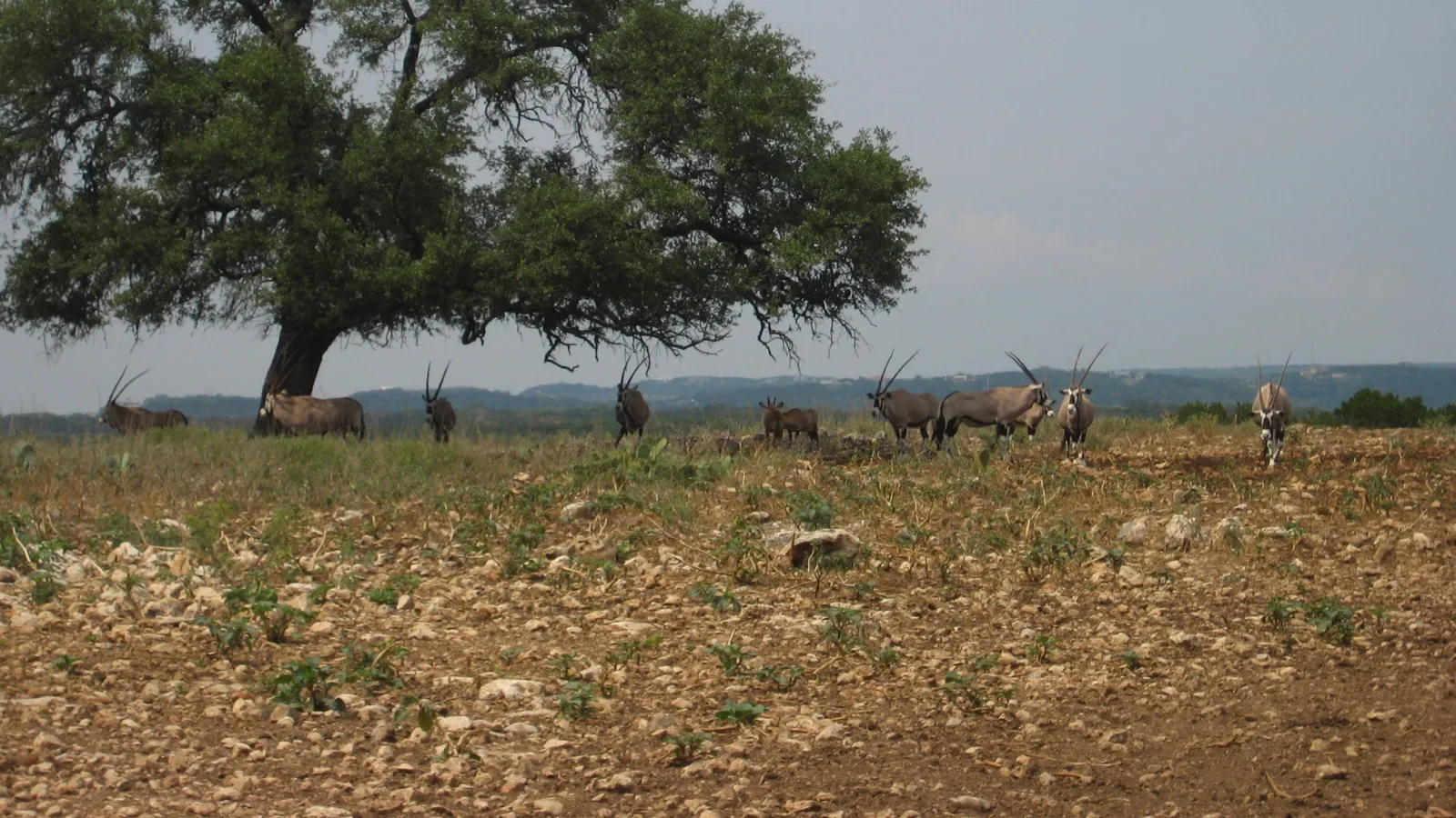 Natural Bridge Wildlife Ranch — hero image