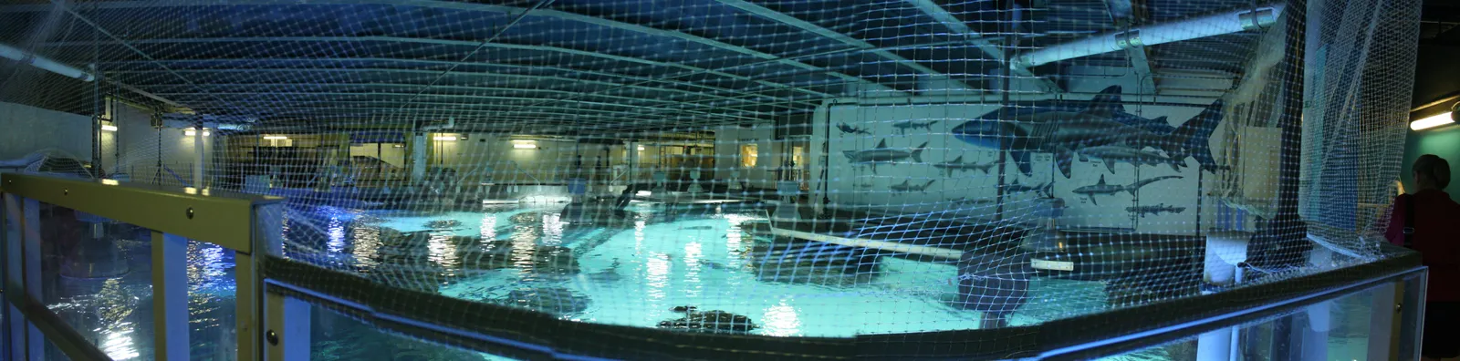 Newport Aquarium — photo 1
