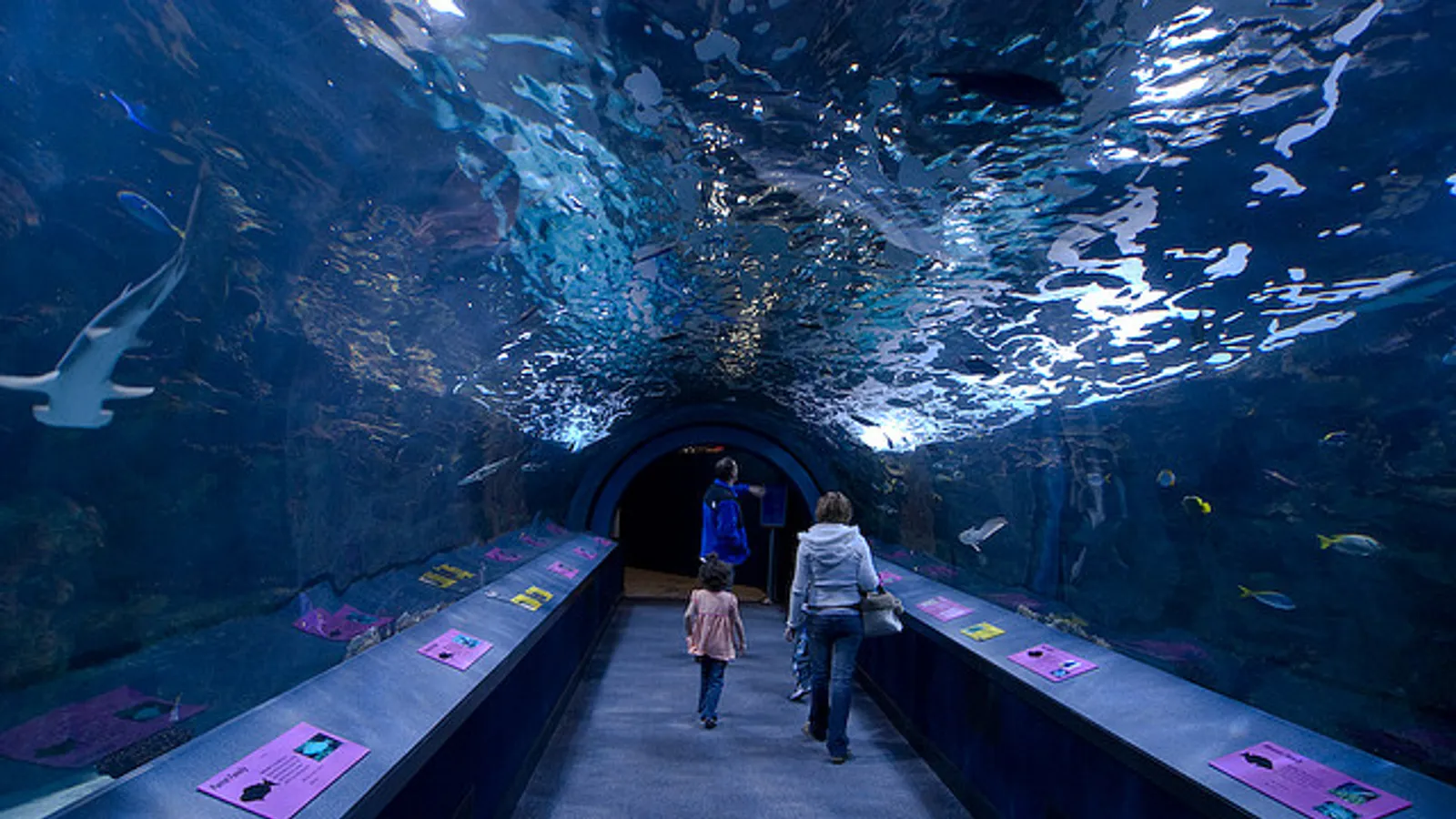 Newport Aquarium — hero image