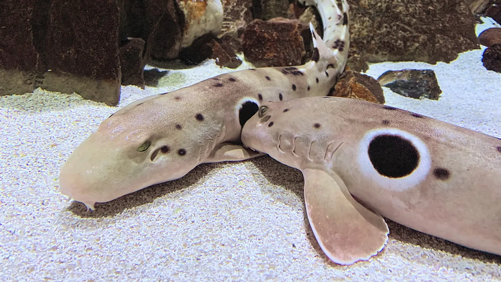 OdySea Aquarium — hero image