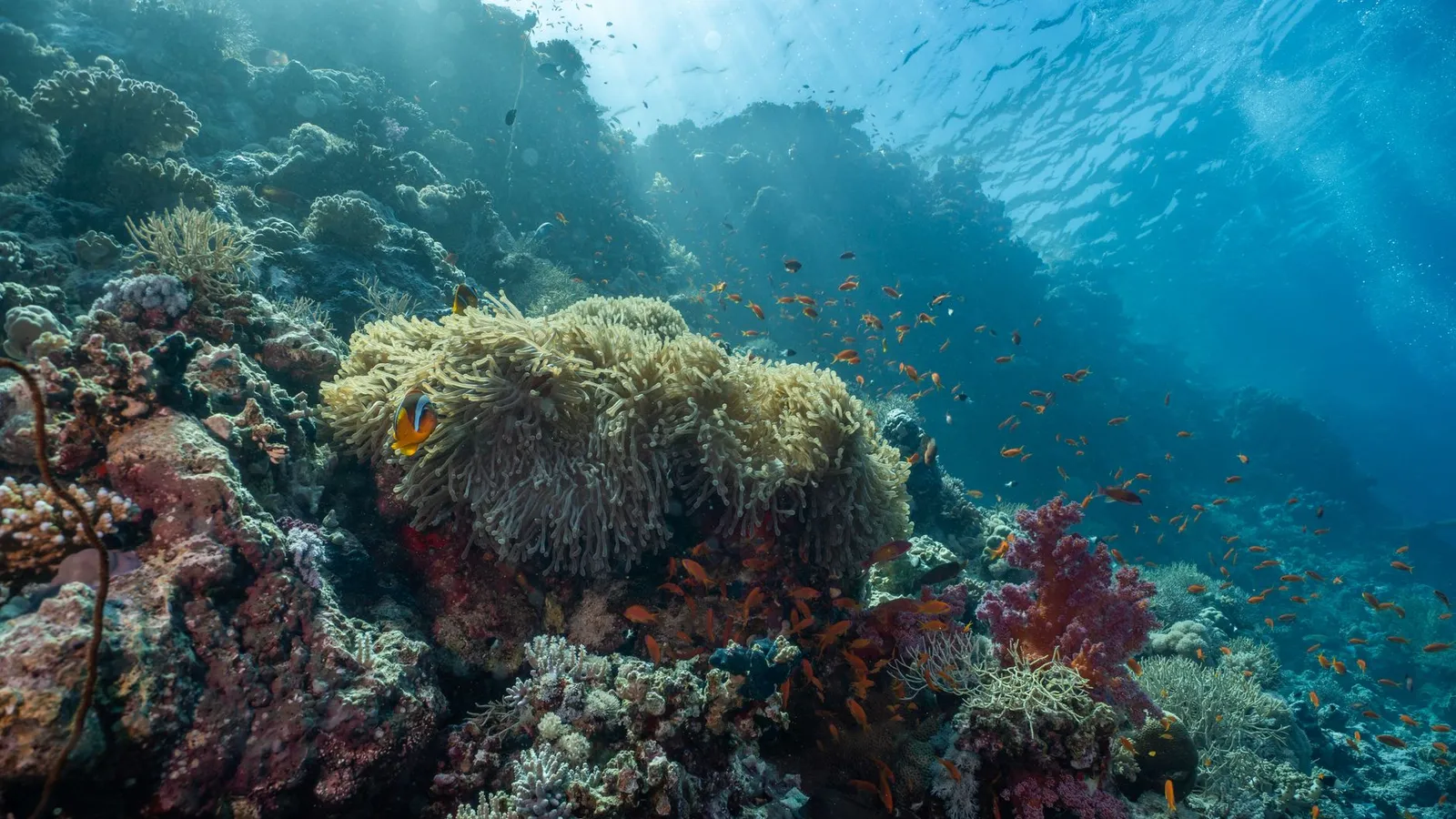 Scuba diving & tours scene