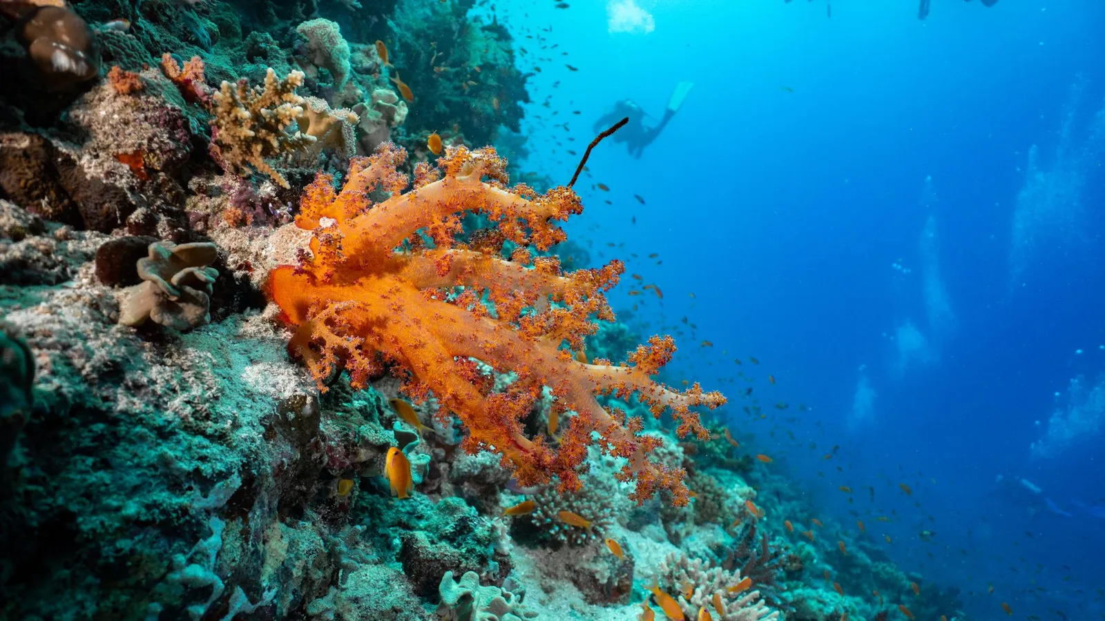 Colorful coral reef underwater with fish swimming in clear blue ocean.