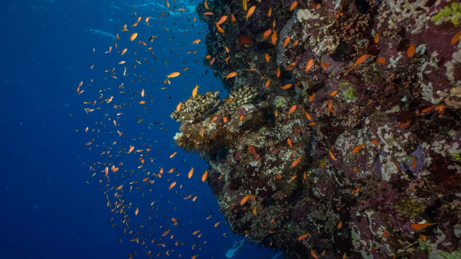 Scuba diving & tours scene