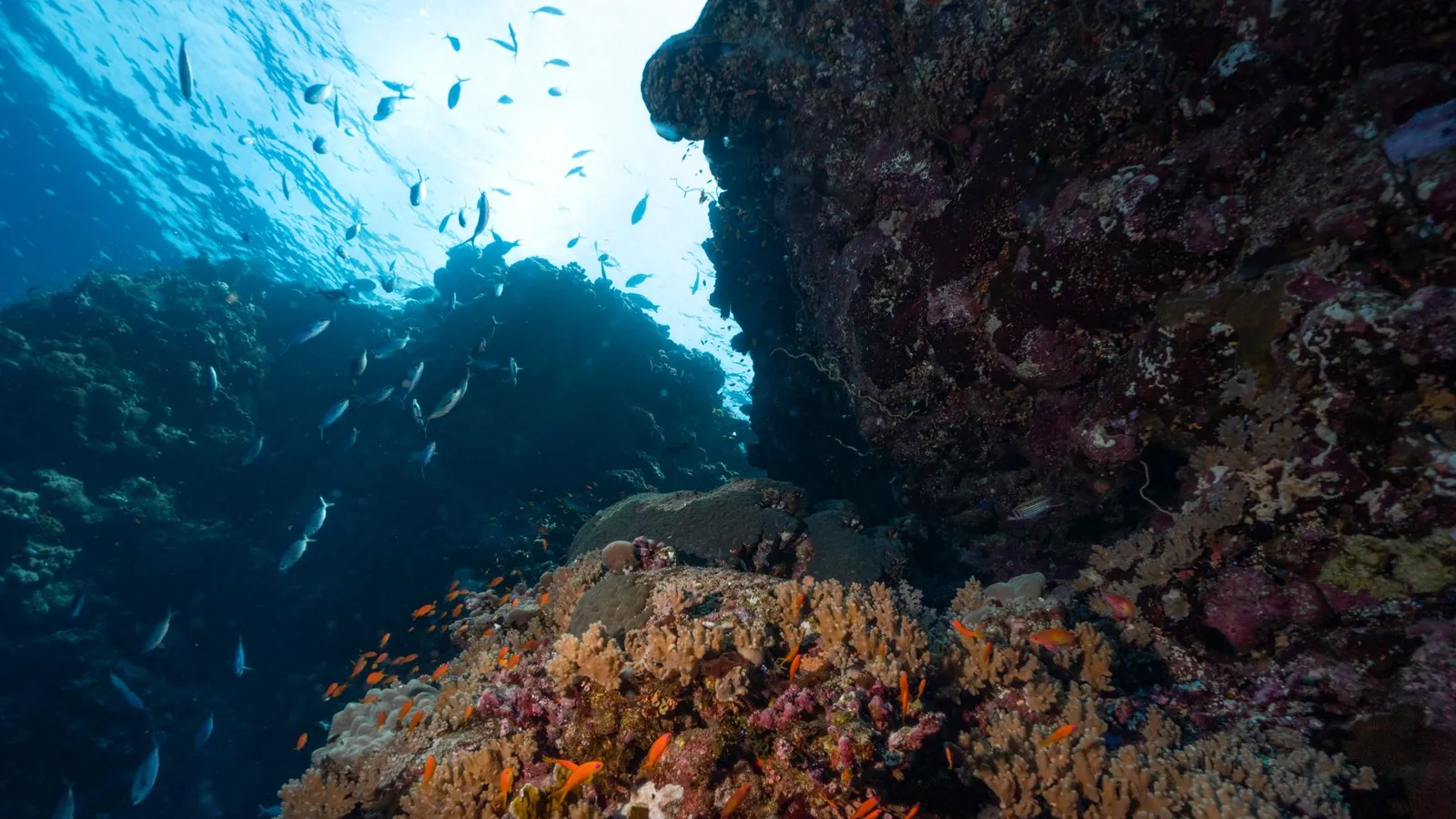 Scuba diving & tours scene