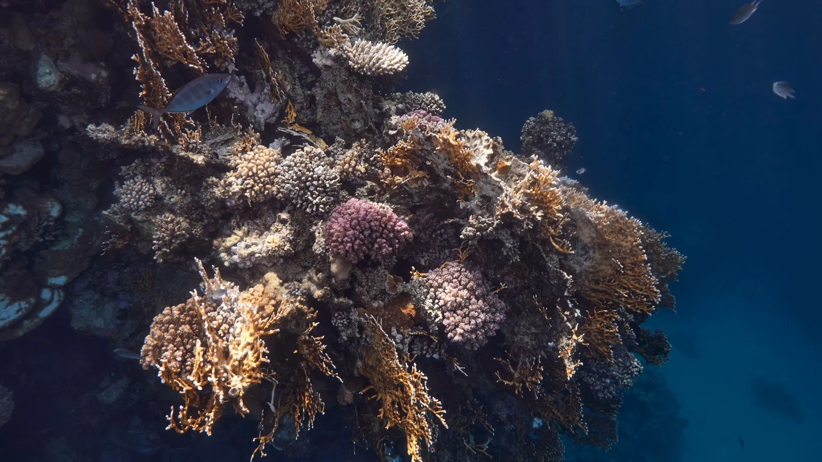 Scuba diving & tours scene