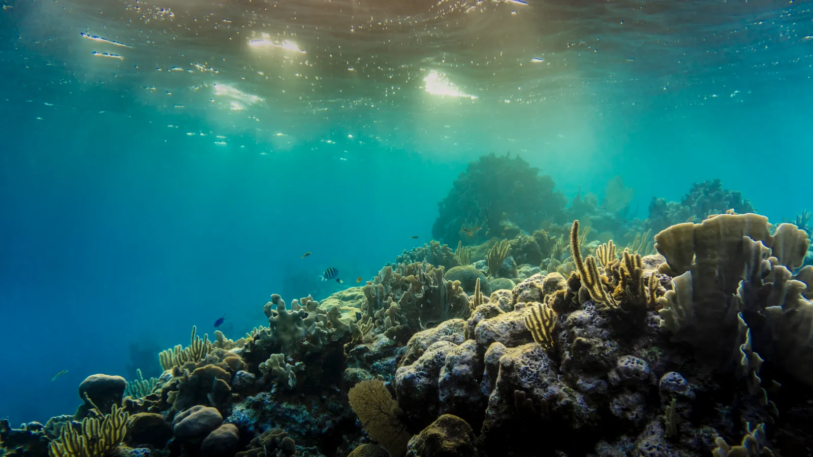 Scuba diving & tours scene