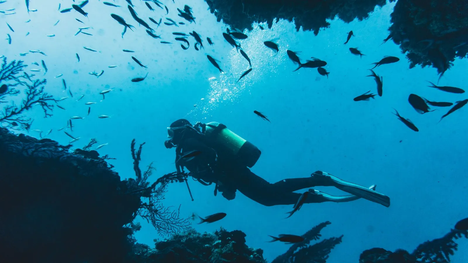 A diver swimming through a vibrant school of fish in a lively underwater ecosystem.