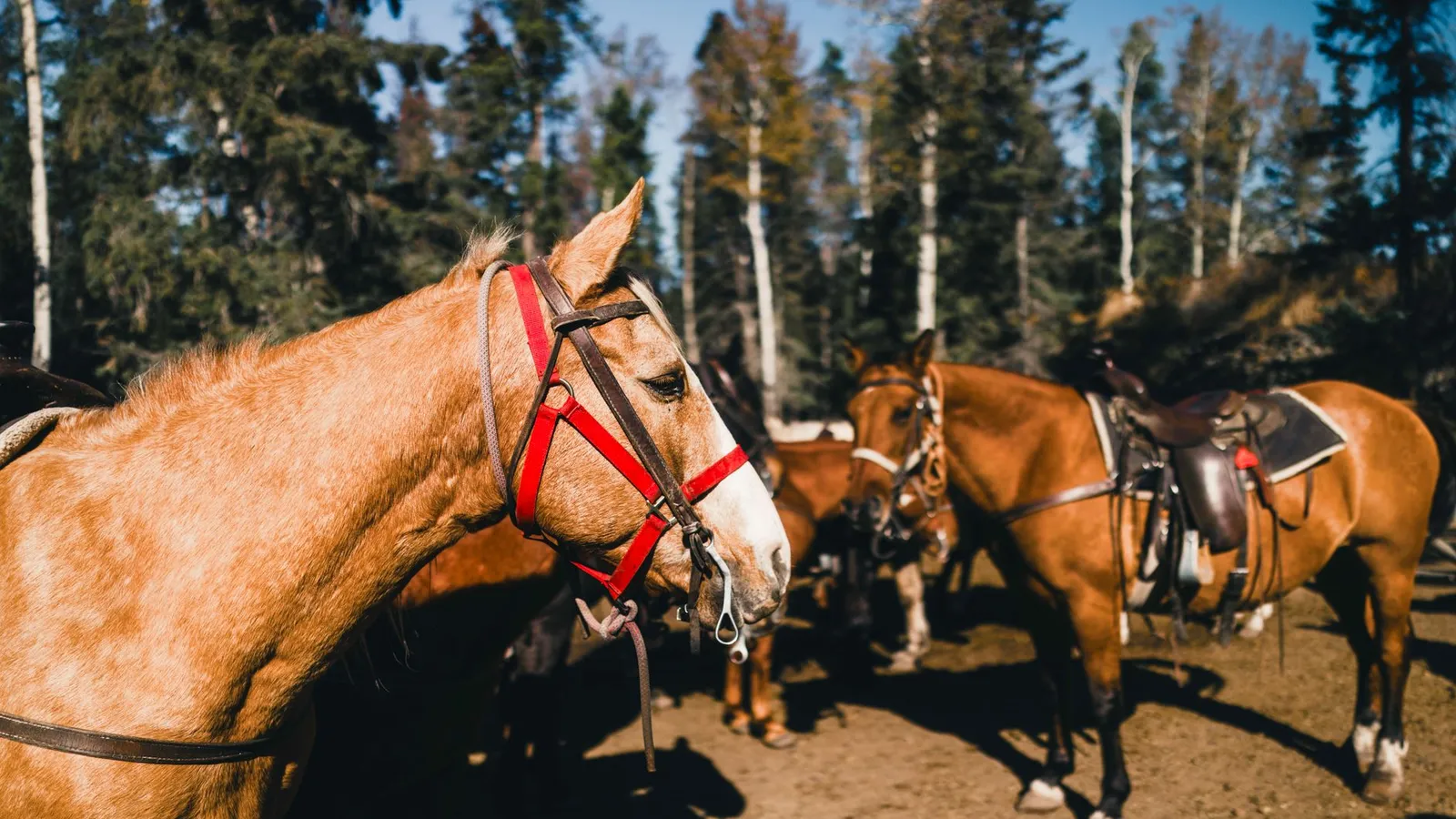 Horseback riding tours scene
