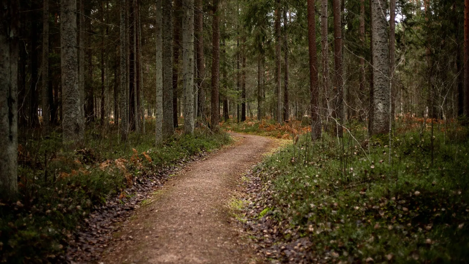 Tranquil forest path surrounded by tall trees and lush greenery in a serene setting.