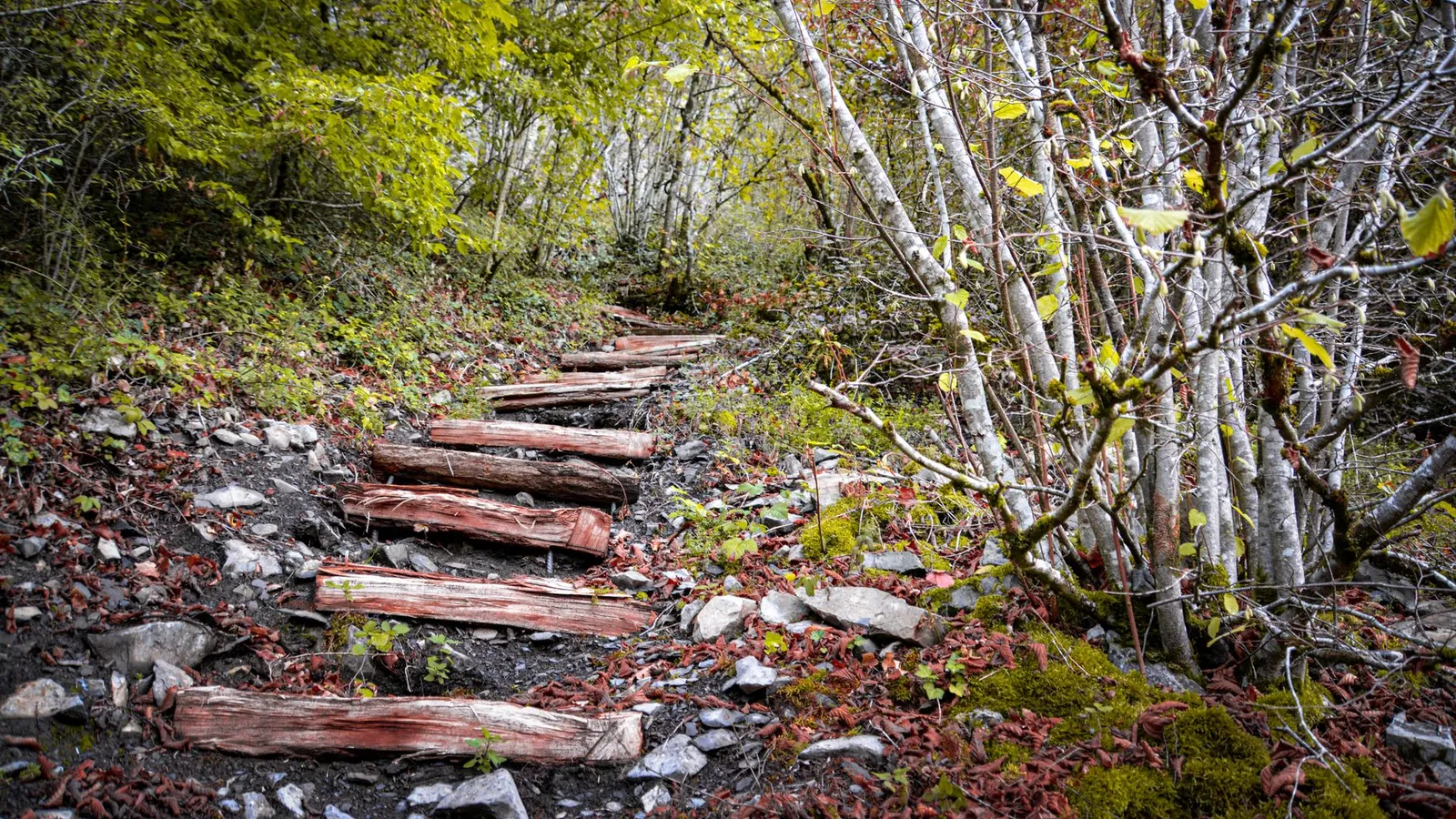 Peaceful forest pathway with wooden steps surrounded by lush greenery and fallen leaves.