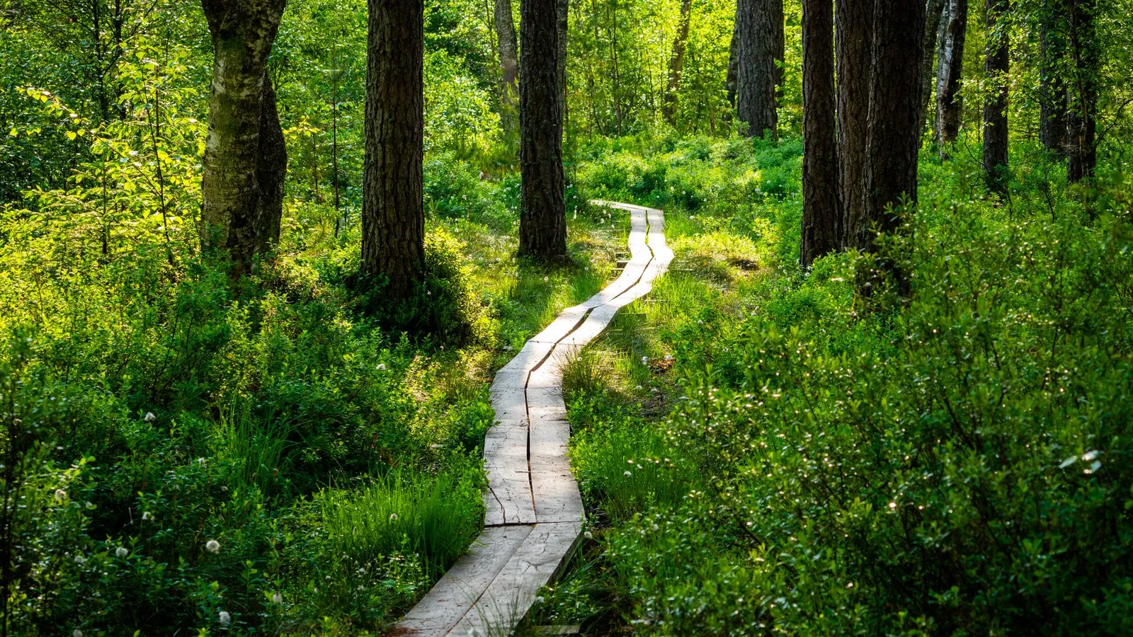 A peaceful wooden pathway meanders through a vibrant forest bathed in sunlight.