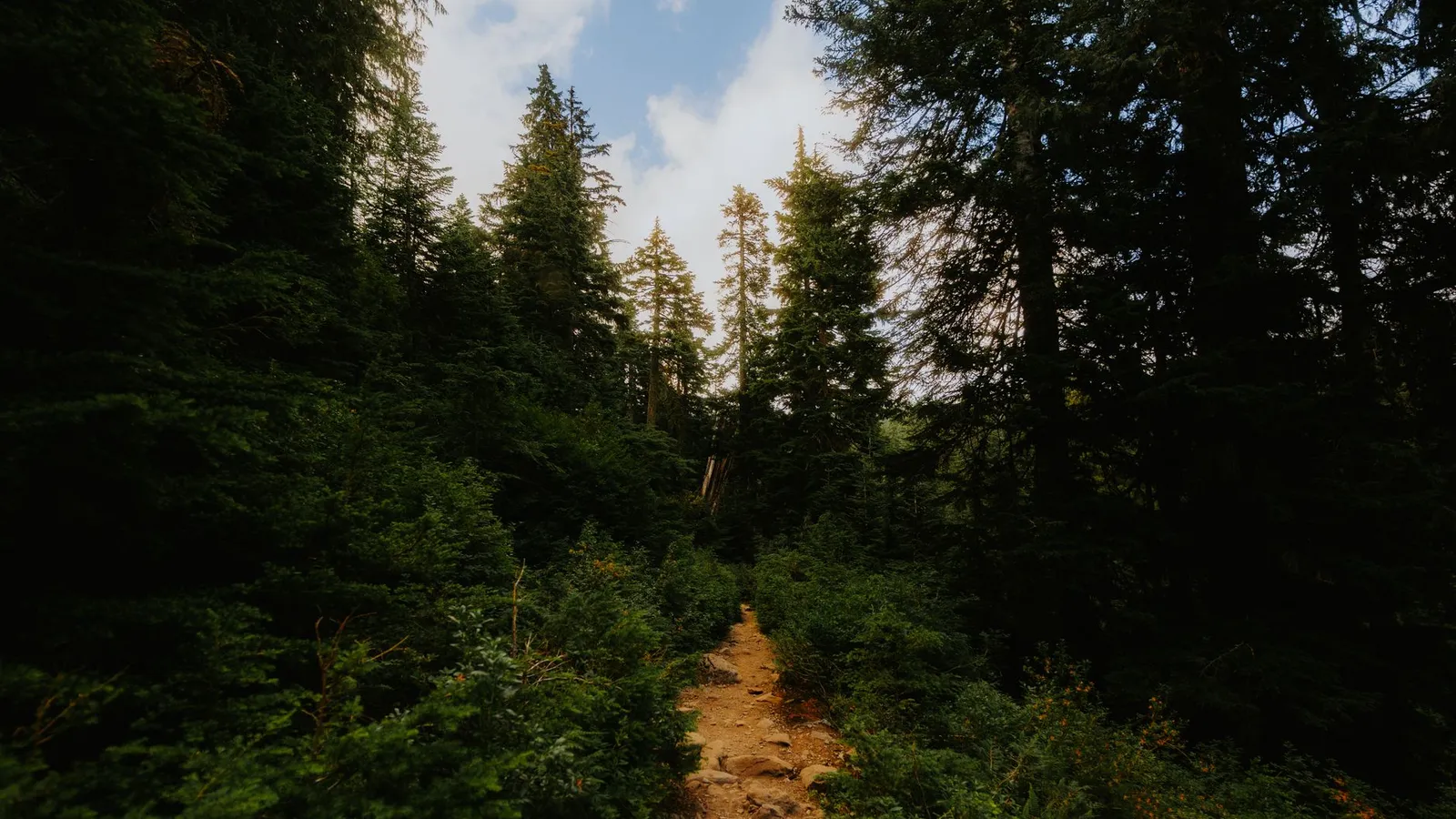 Outdoor activities scene
