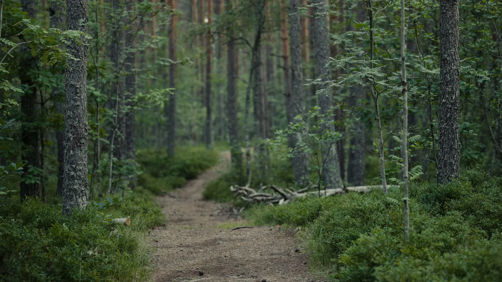 Explore a peaceful forest trail surrounded by lush greenery and towering trees, perfect for nature enthusiasts.
