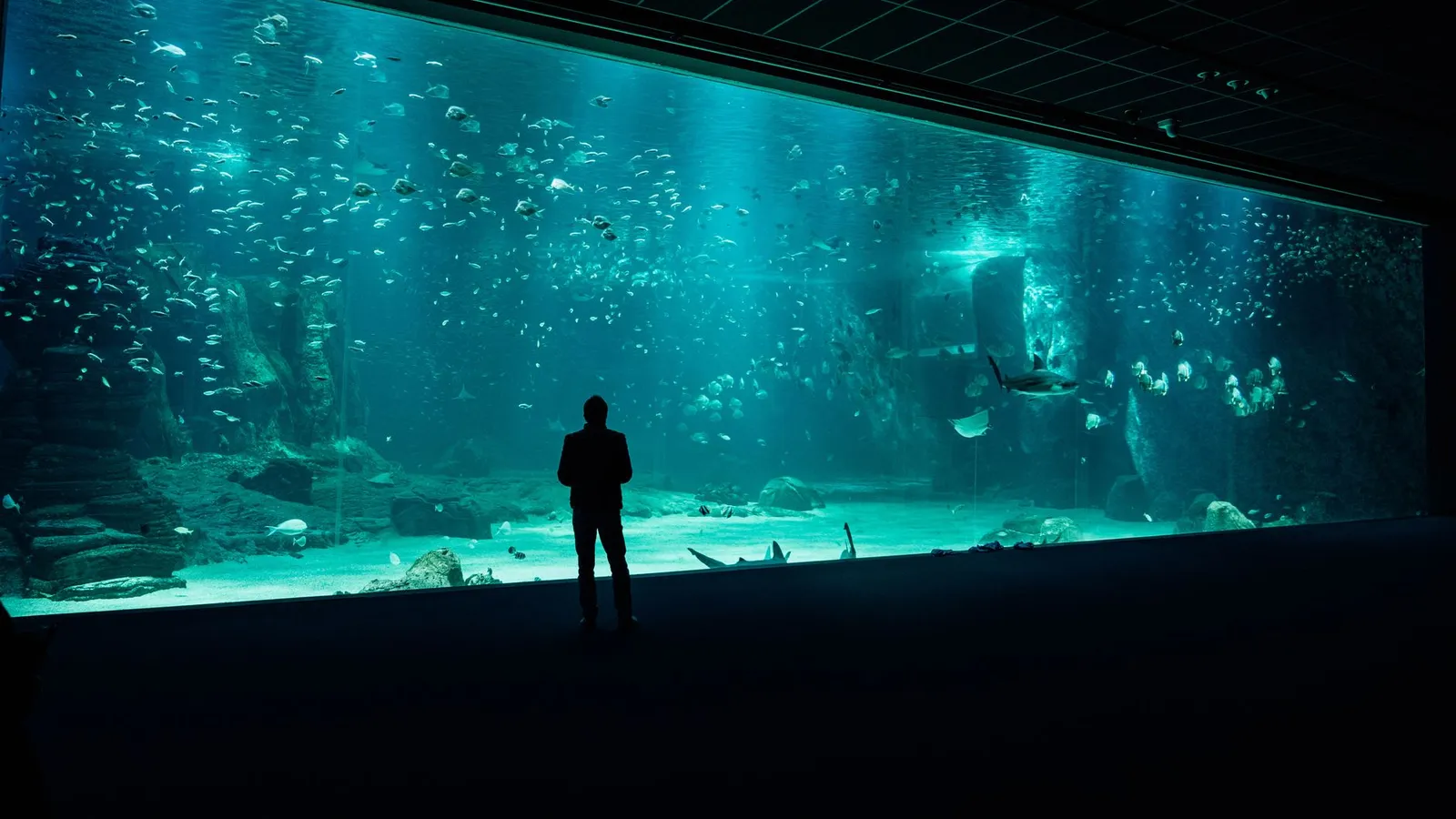 A person viewing a large aquarium tank with diverse marine life swimming inside.