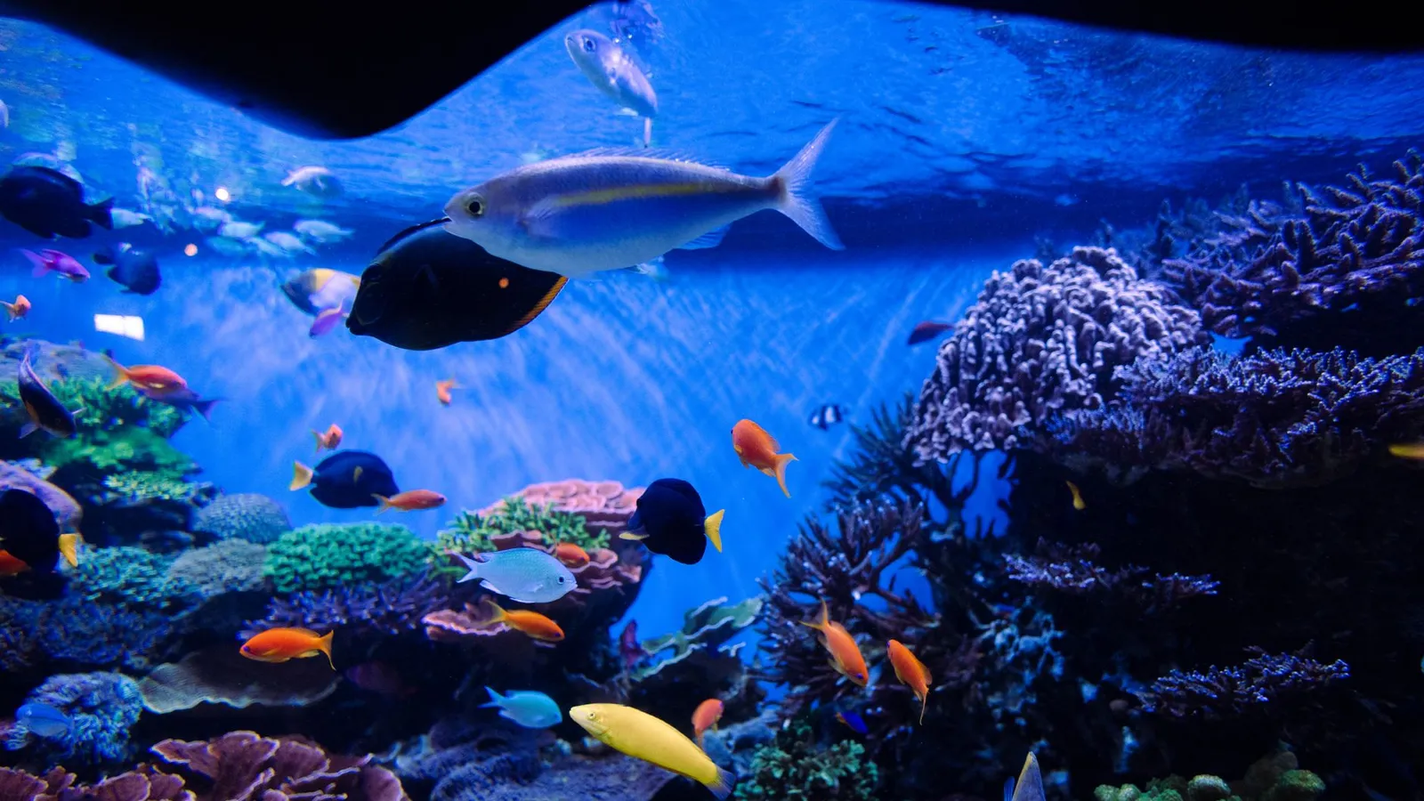 Colorful fish and corals in a vibrant aquarium setting.