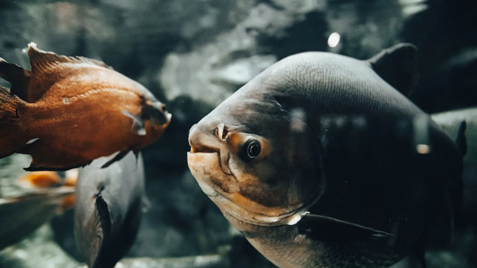 Detailed underwater shot of fish swimming in an aquarium tank, showcasing aquatic life.