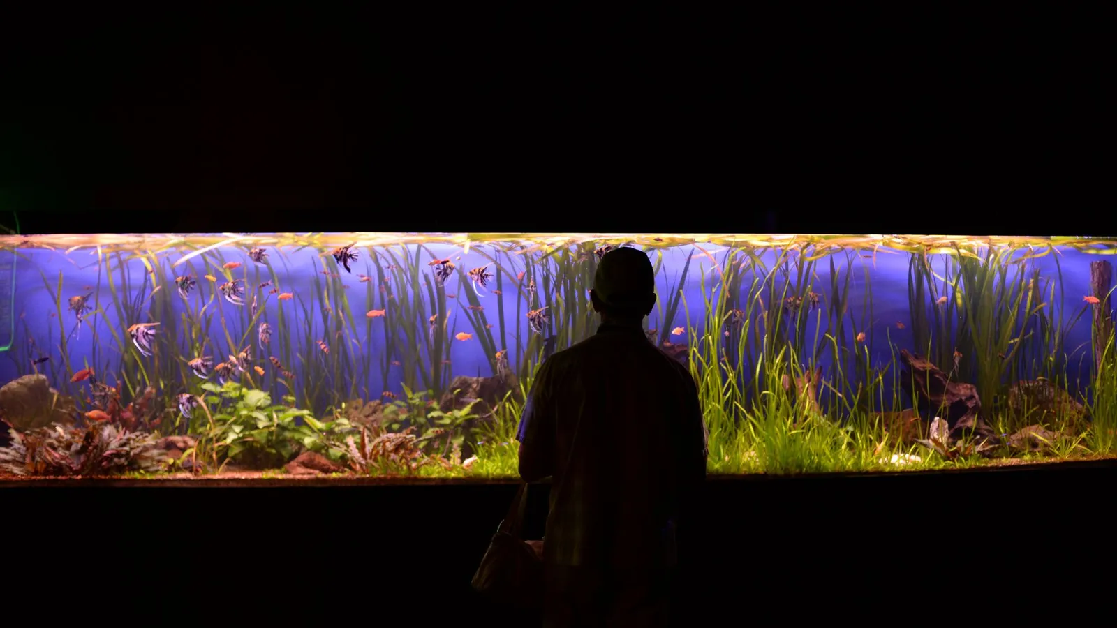 A person silhouetted against a vibrant, large aquarium display with various fish and aquatic plants.