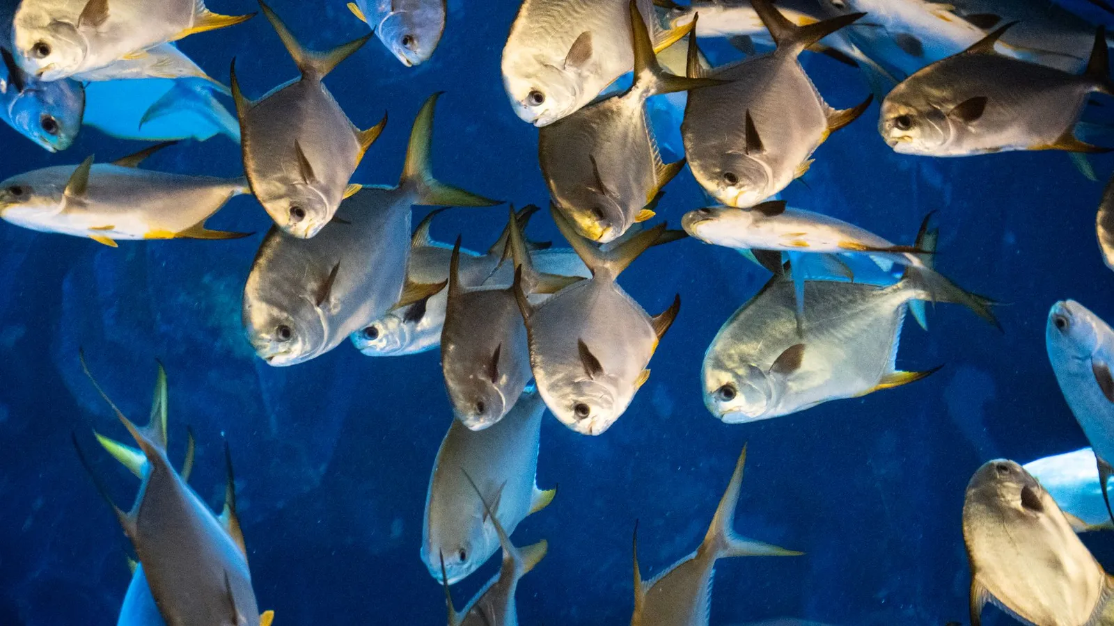 Dynamic image of a school of silver fish swimming against a deep blue aquatic backdrop.