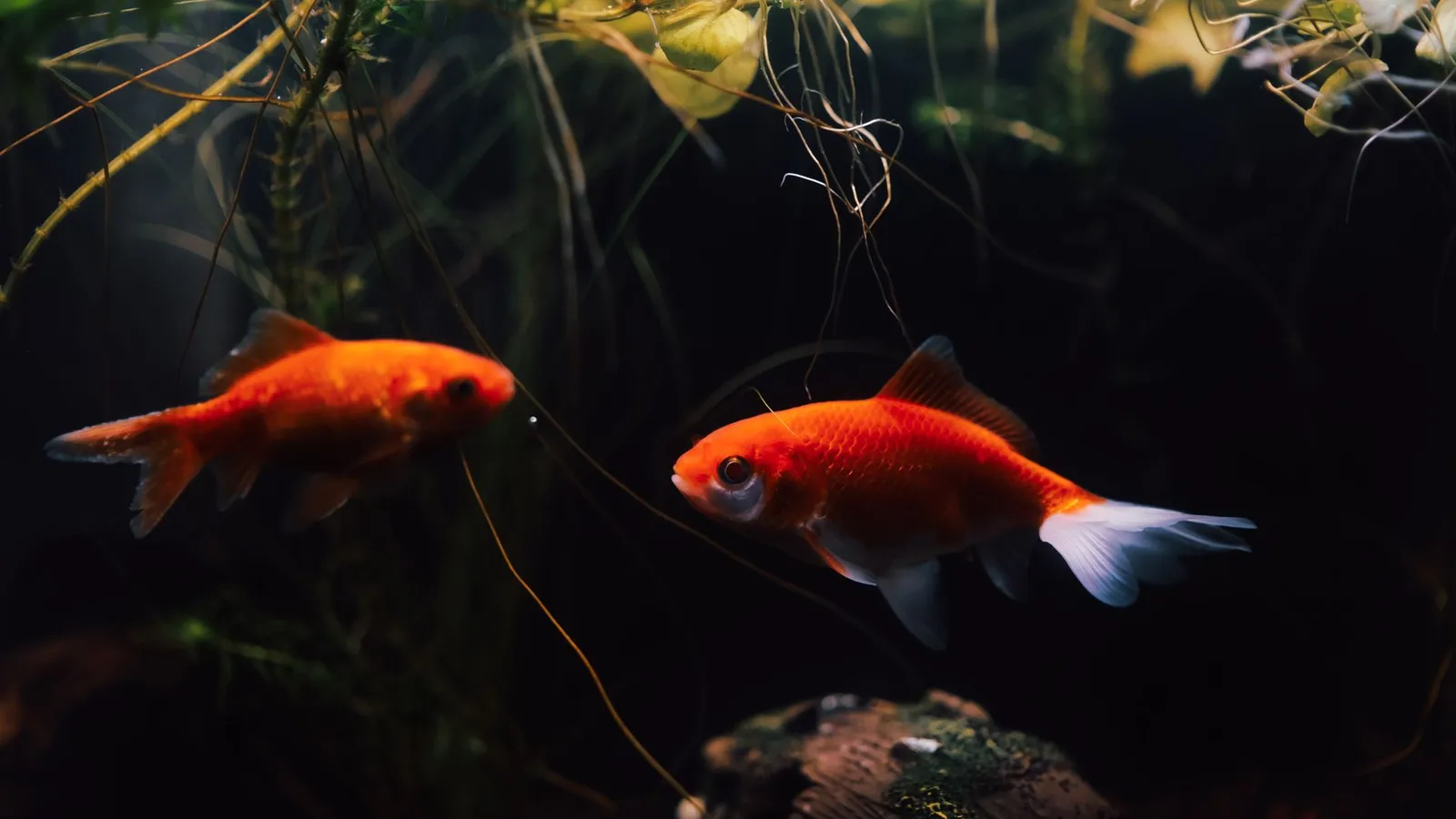 Two bright goldfish swimming gracefully in a richly planted aquarium.