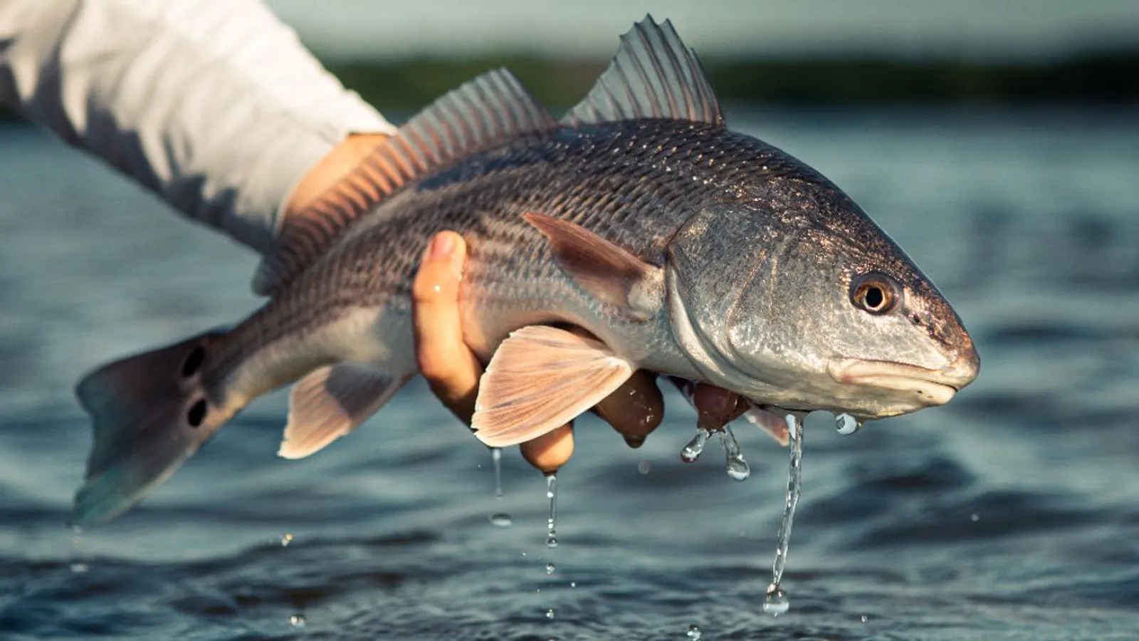 REEL Therapy Charter Services — hero image