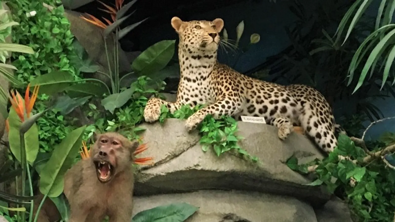Rosenbruch Wildlife Museum — hero image