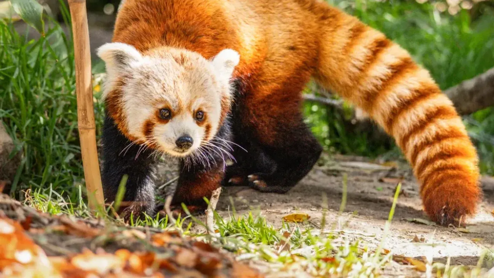 Santa Barbara Zoological Gardens — hero image