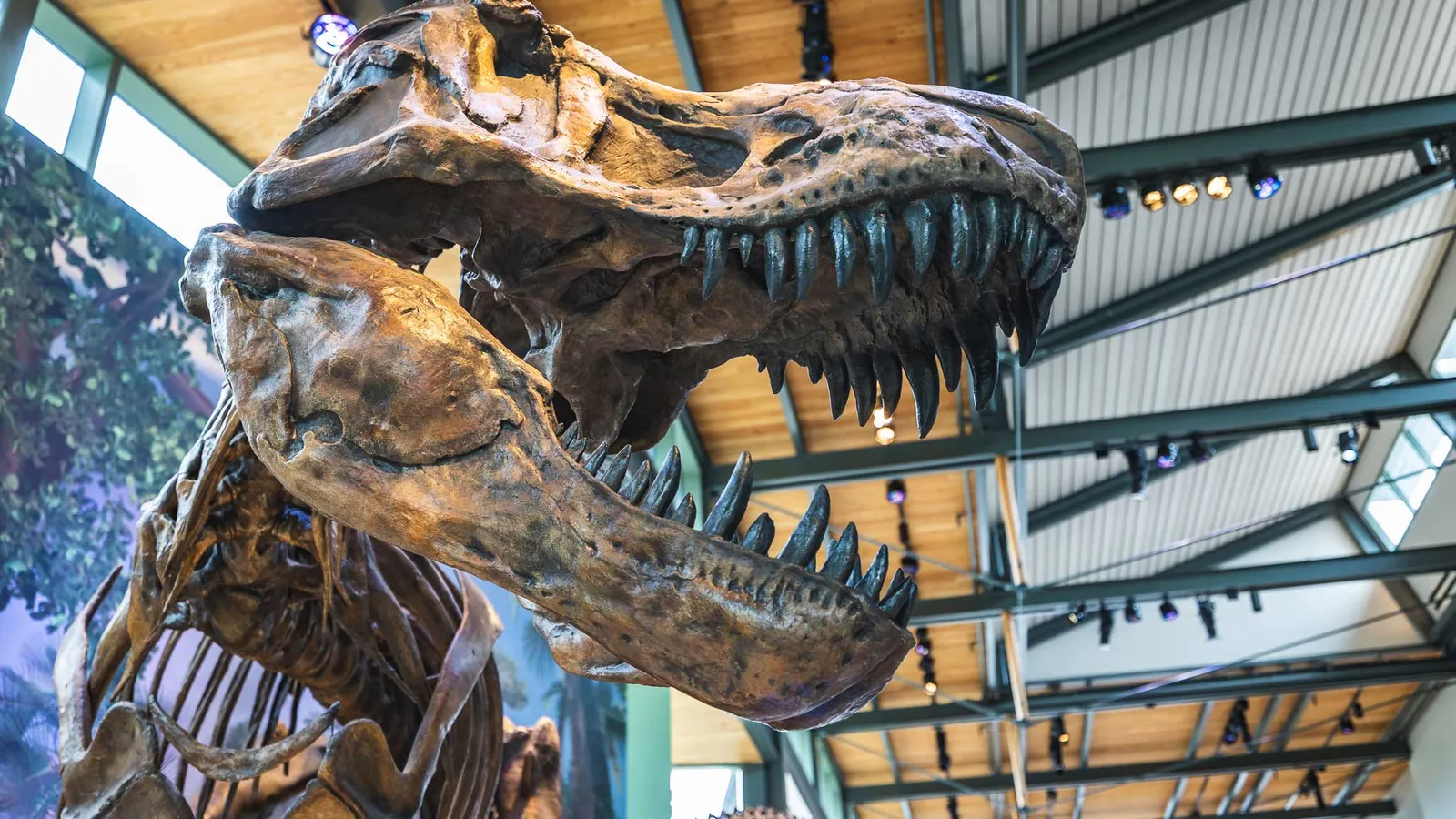 The Witte Museum — hero image