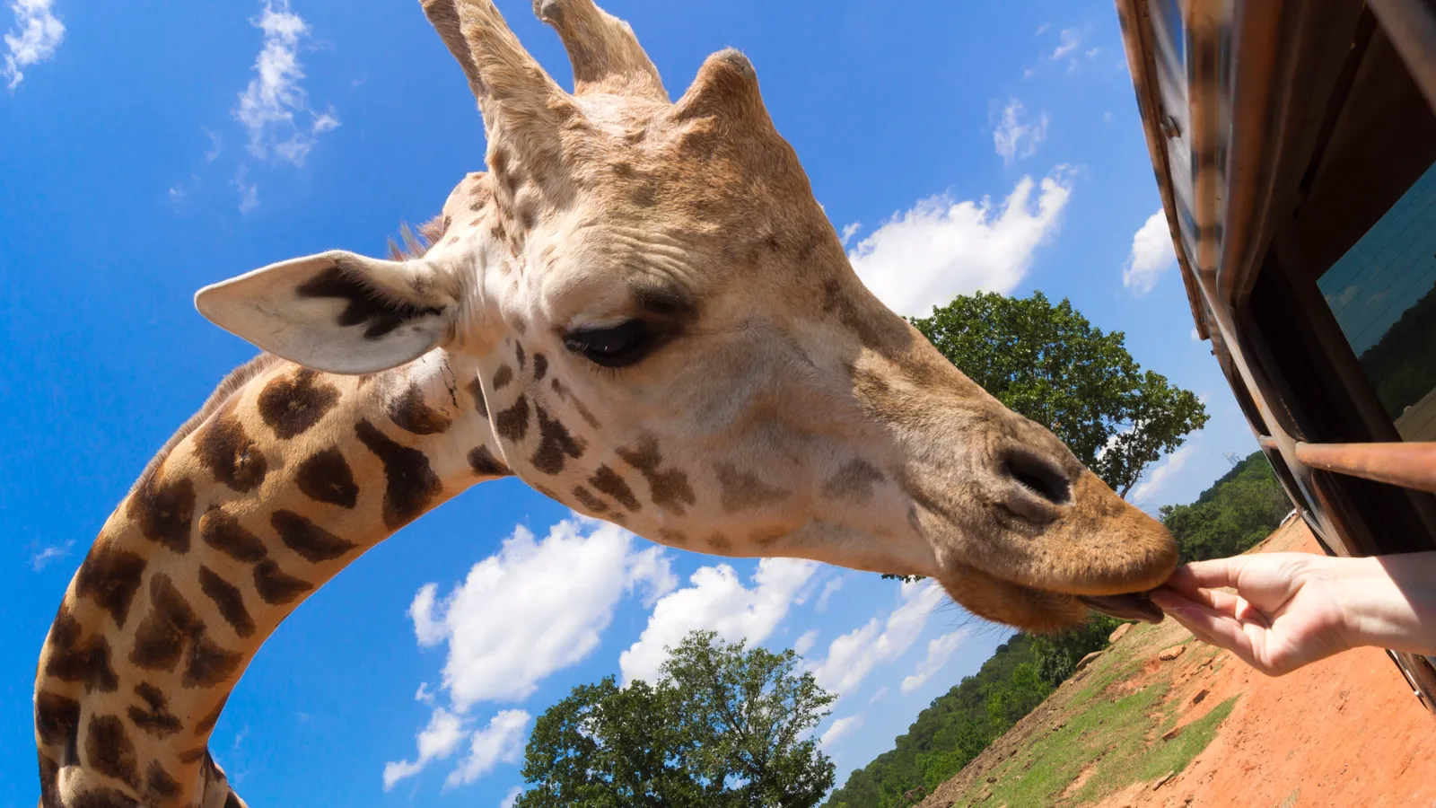 Wild Animal Safari — hero image