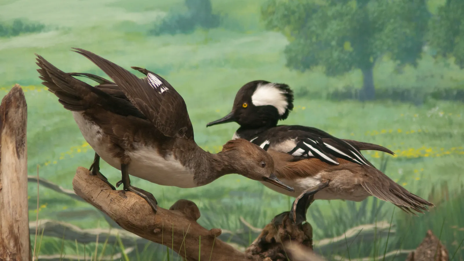 Wildlife Museum — hero image