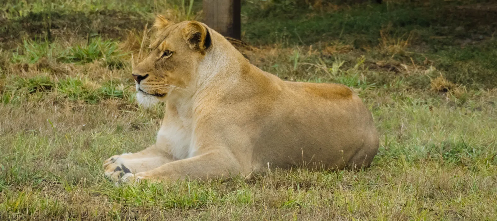 Wildlife Safari gallery image 2