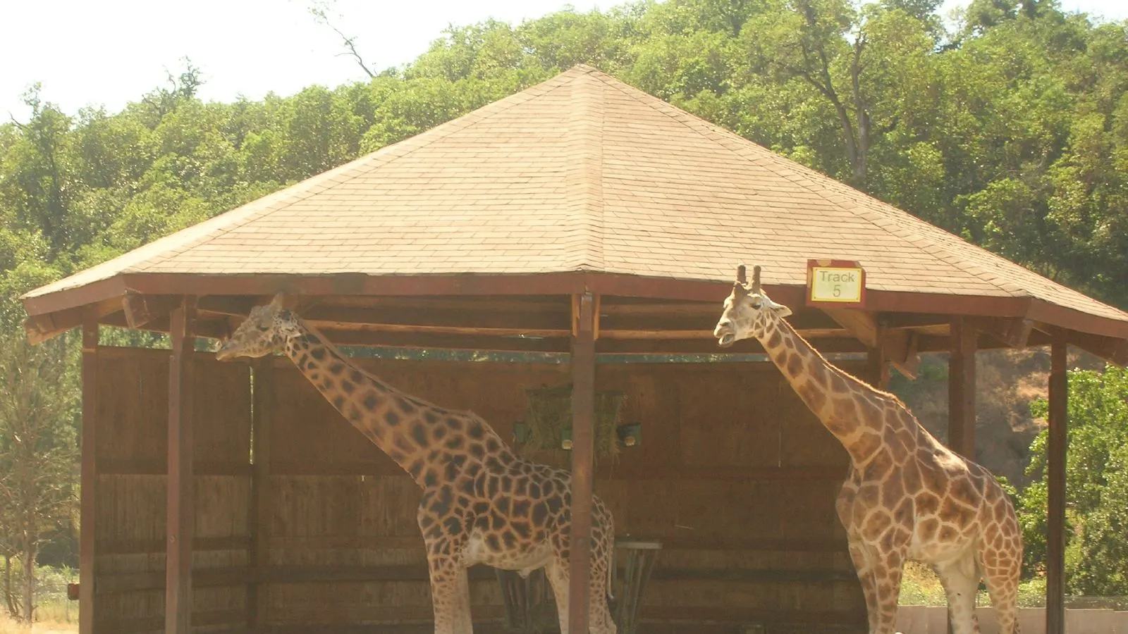 Wildlife Safari — hero image