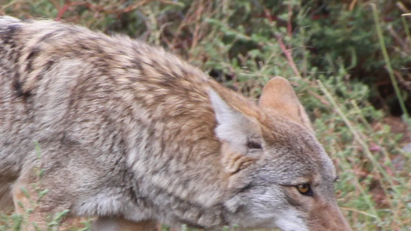 Wildlife West Nature Park — hero image