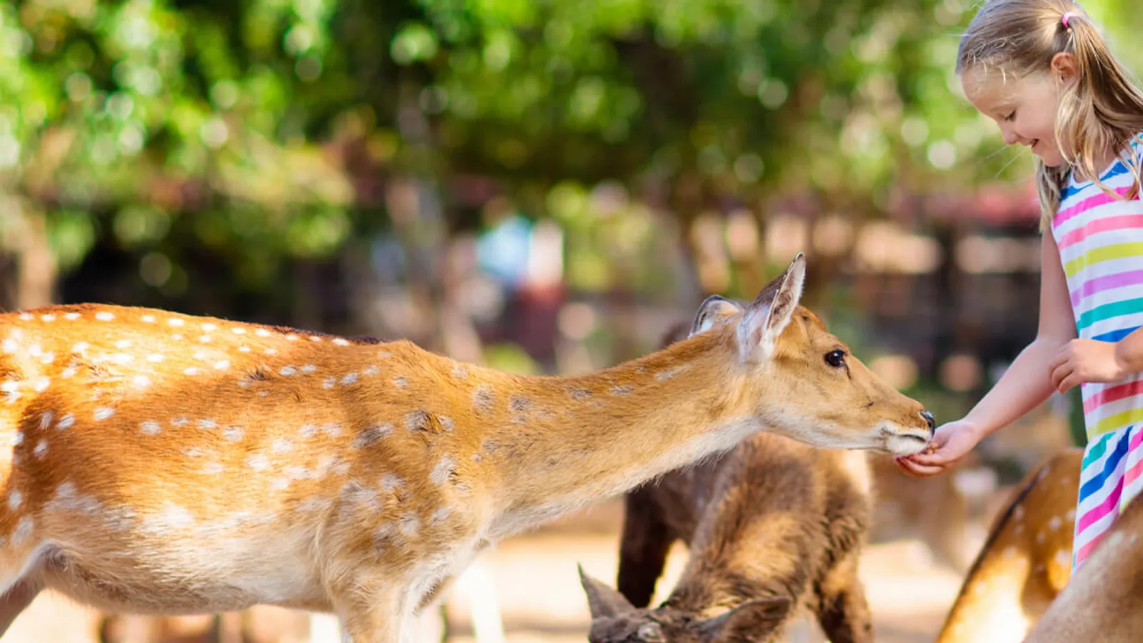 Wisconsin Deer Park — hero image