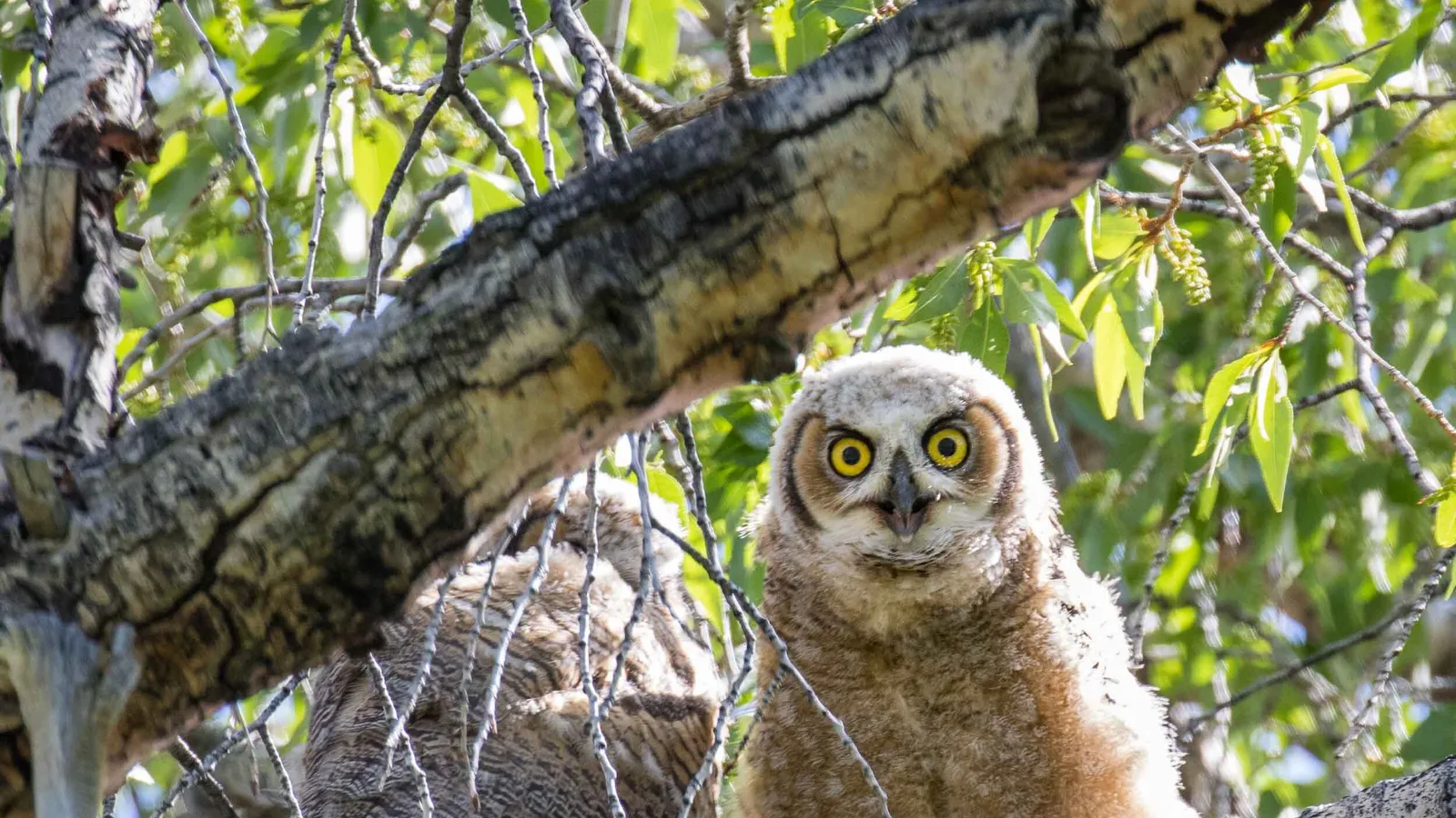 Yellowstone Wonders LLC — hero image